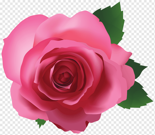 Цветы розы на прозрачном фоне