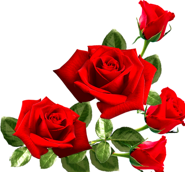 Красные розы на прозрачном фоне