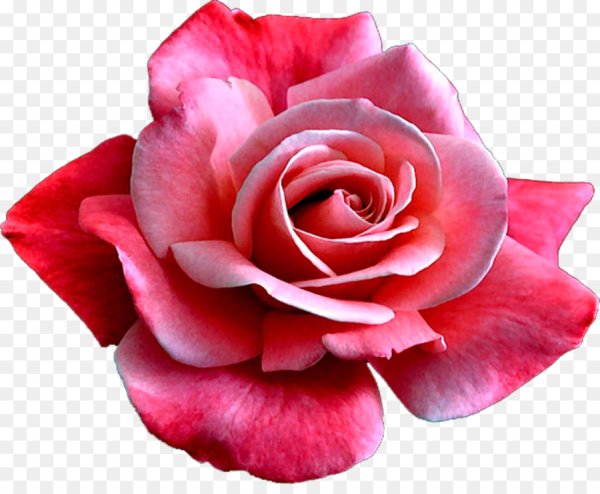 Цветы на прозрачном фоне