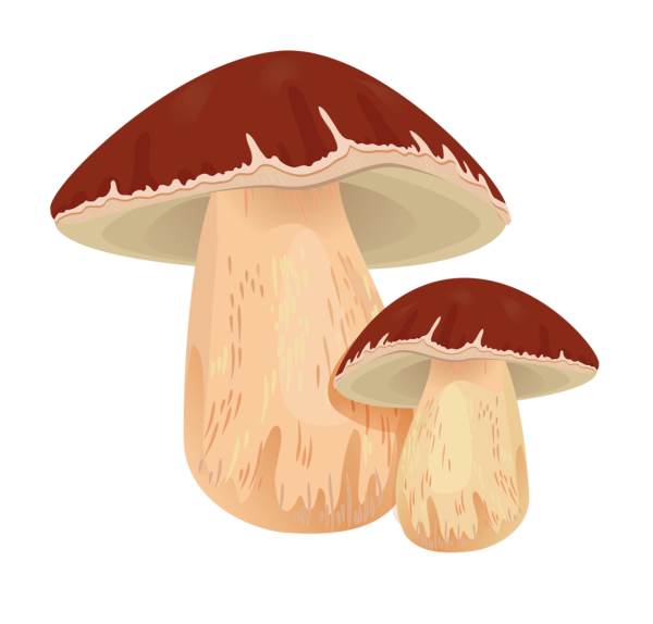 Гриб рисунок