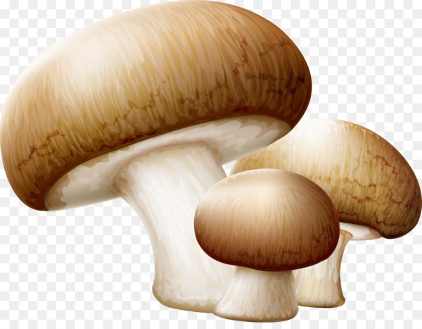 Грибы на прозрачном фоне