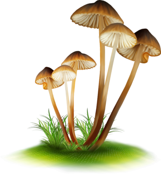 Ложные опята на белом фоне