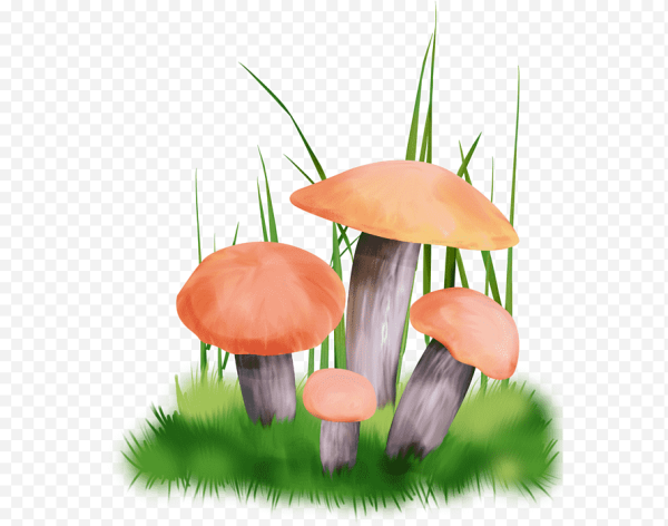 Съедобные грибы клипарт