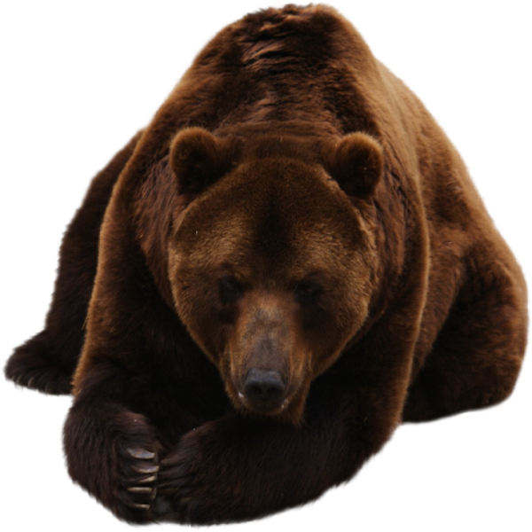 Медведь на прозрачном фоне