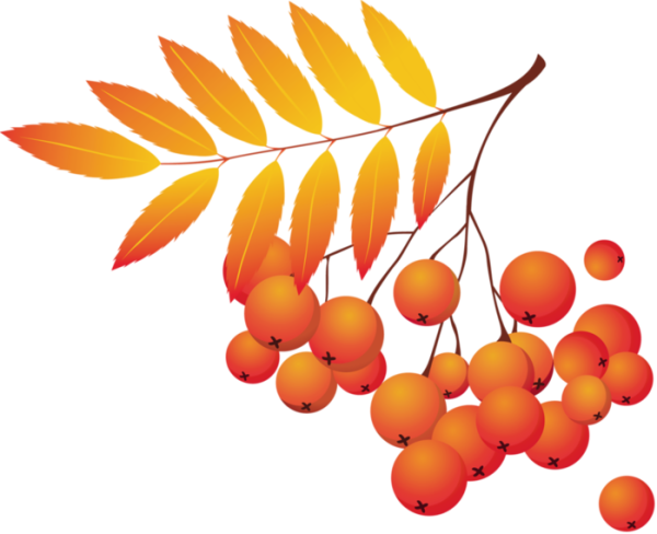 Ветка рябины