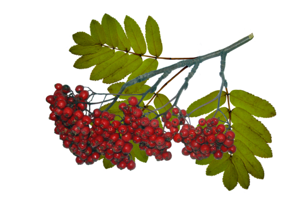 Кисть Рябинки гроздь Калинки