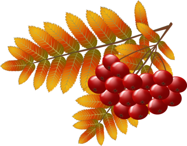 Веточка рябины