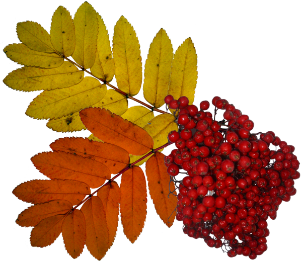 Лист рябины аронии