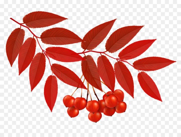 Листик рябины