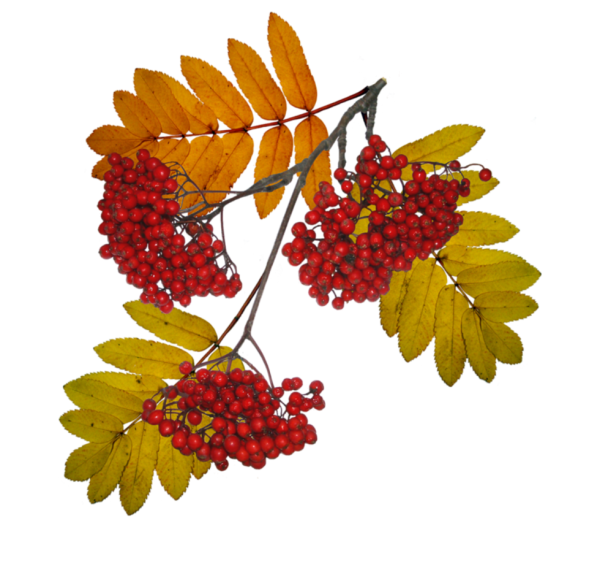 Лист рябины