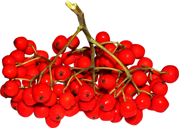 Рябина ягода