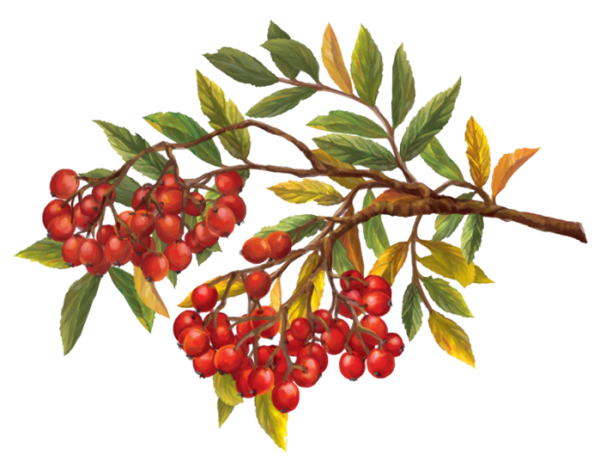 Веточка рябины