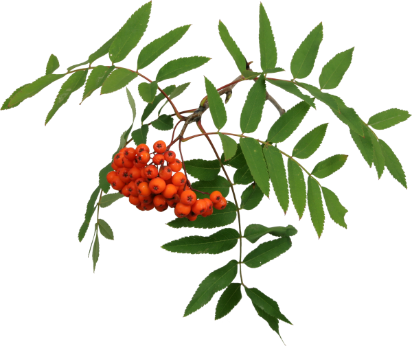 Рябина дерево