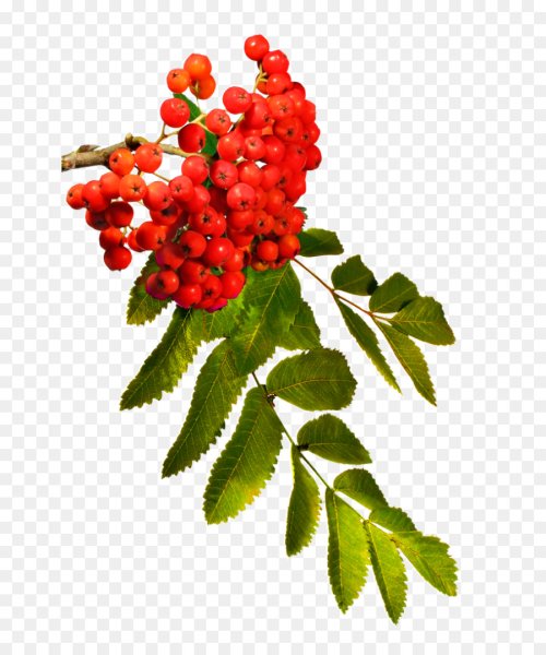 Ветка рябины