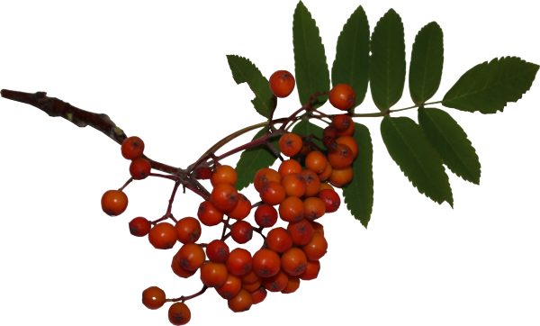Веточка рябины