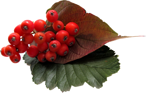 Ветка рябины