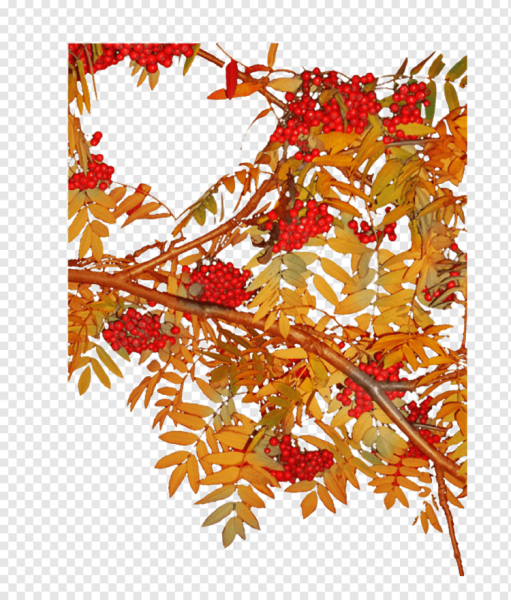 Осенняя ветка рябины