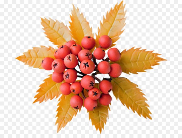 Осенние листочки, ягоды