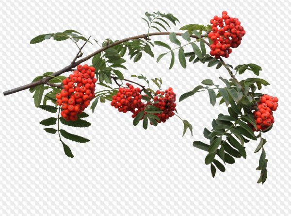 Ветка рябины