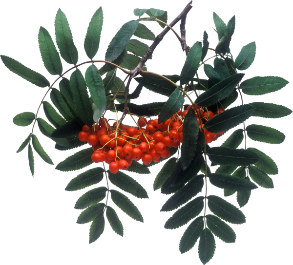 Ветвь рябины