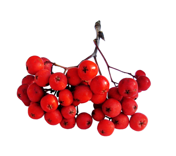 Рябина ягода