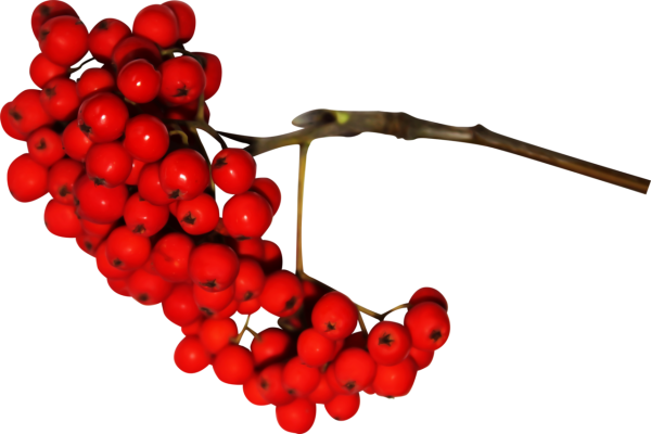 Рябина на белом фоне