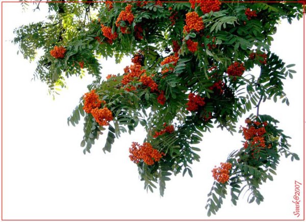 Рябина дерево