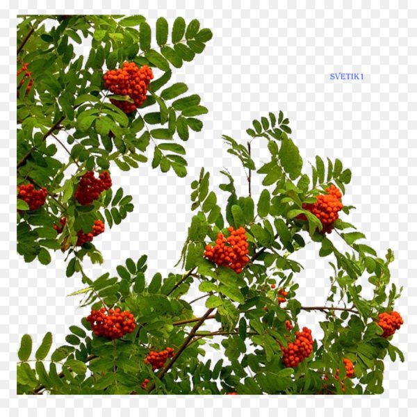 Ветвь рябины