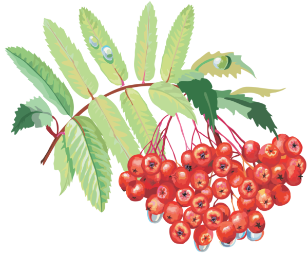 Рябина на белом фоне