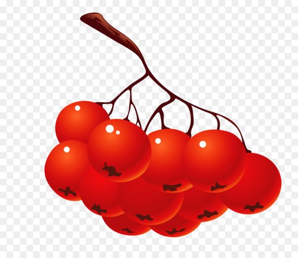Гроздь калины на прозрачном фоне