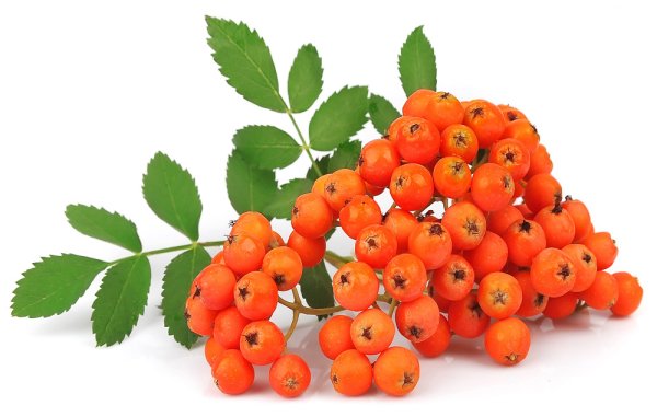 Рябина на белом фоне