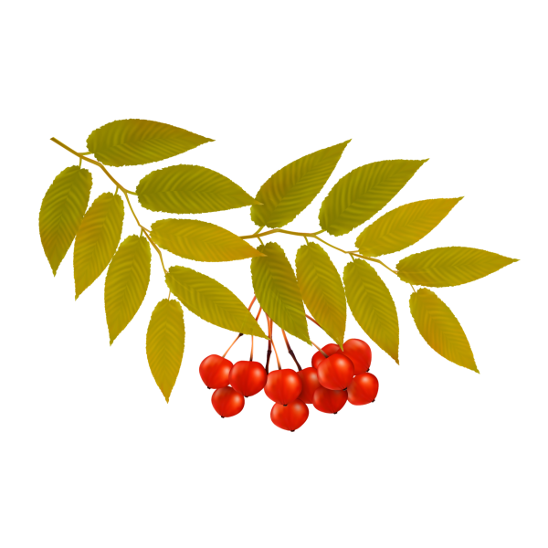 Кисть рябины для детей