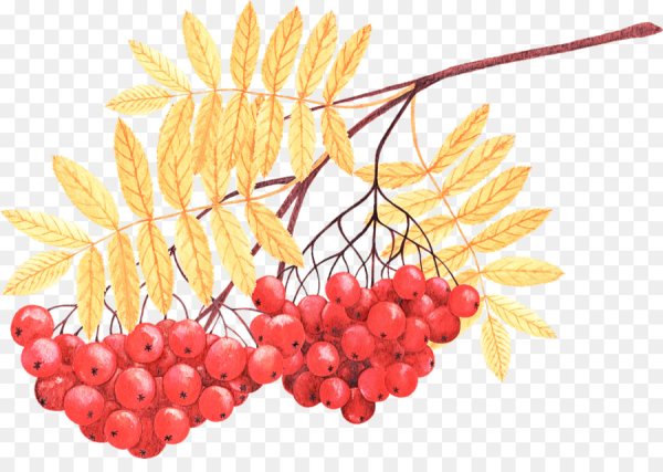 Ветка рябины для детей