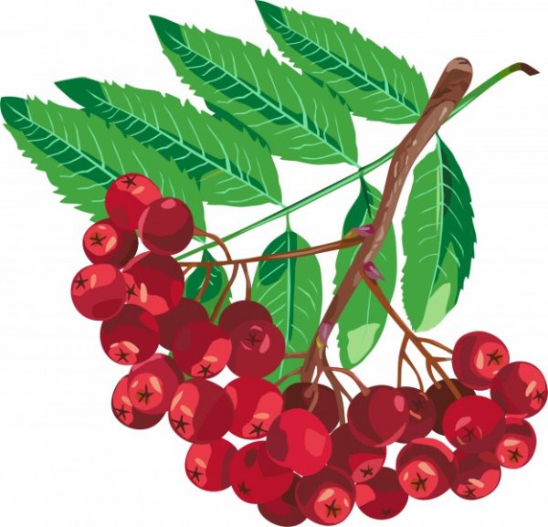 Гроздь рябины на белом фоне