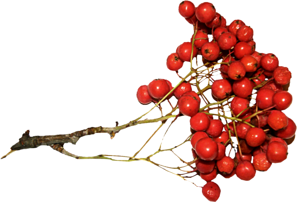 Ветка с красными ягодами