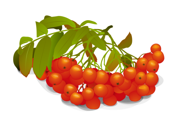 Ягоды рябины для детей