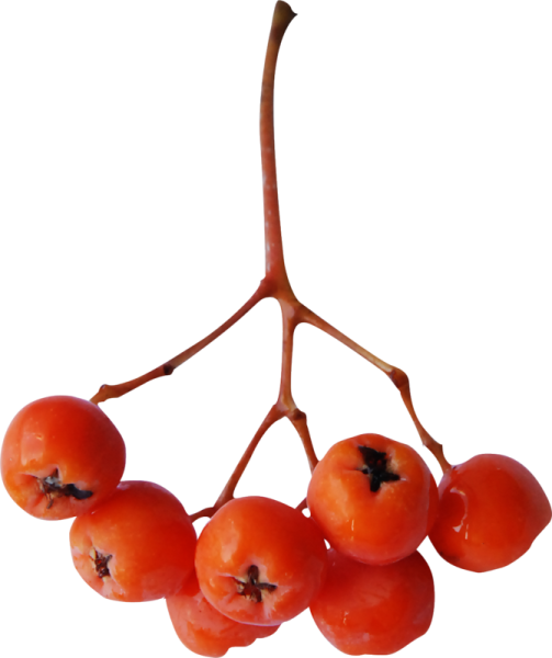 Ягоды рябины на белом фоне