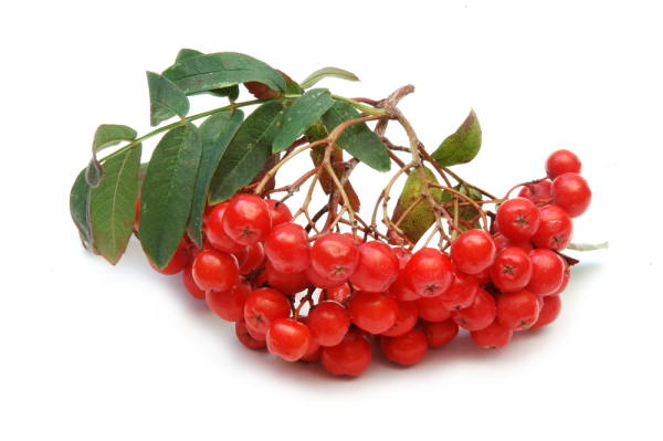 Плоды рябины Фармакогнозия