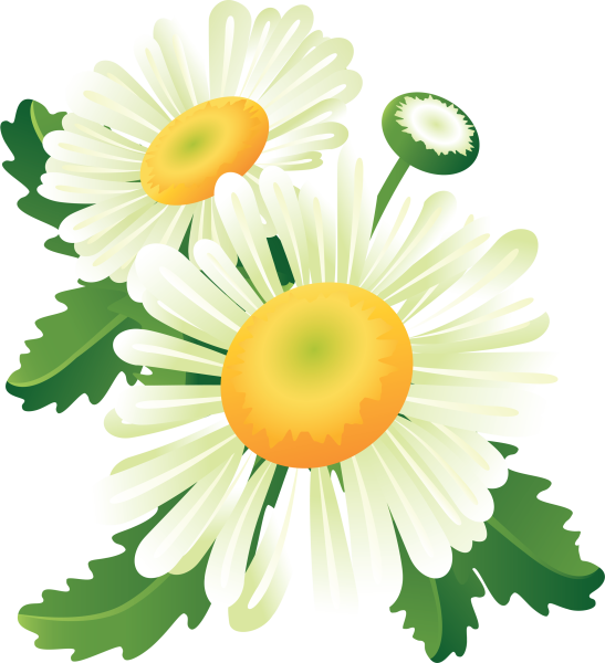 Ромашка для детей