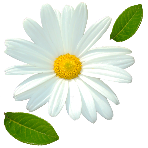 Ромашка цветы