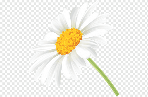 Клипарт ромашки на прозрачном фоне
