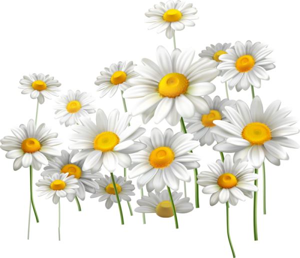 Ромашка на белом фоне