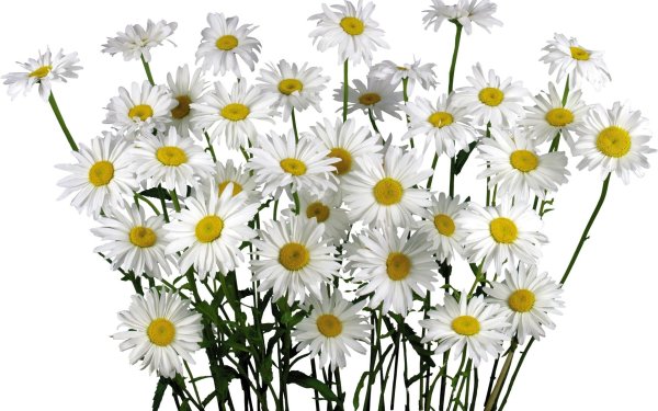 Ромашка на белом фоне