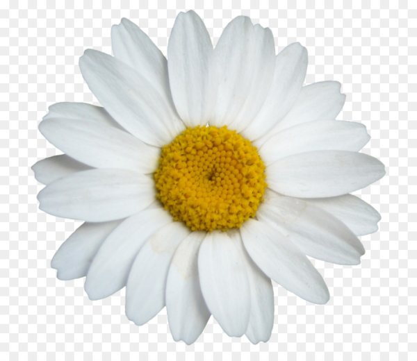 Ромашки мультяшные