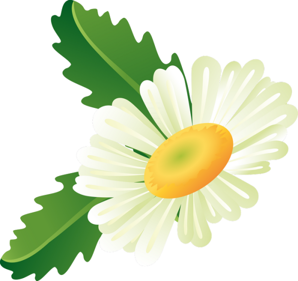 Ромашка вектор