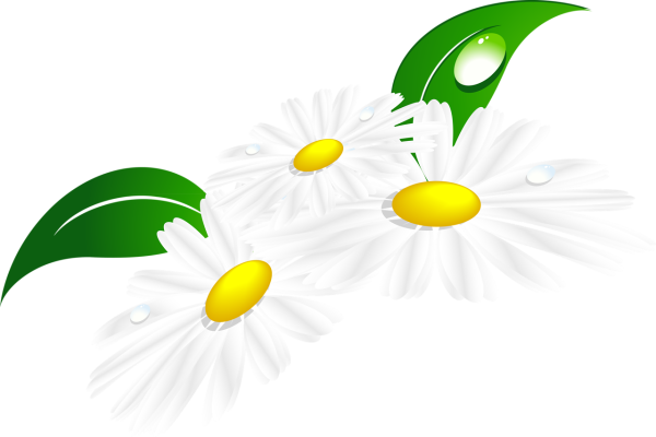 Ромашка для дошкольников