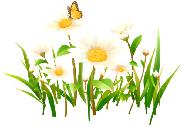 Зеленые цветы на прозрачном фоне