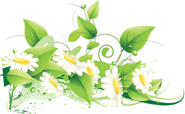 Векторные ромашки