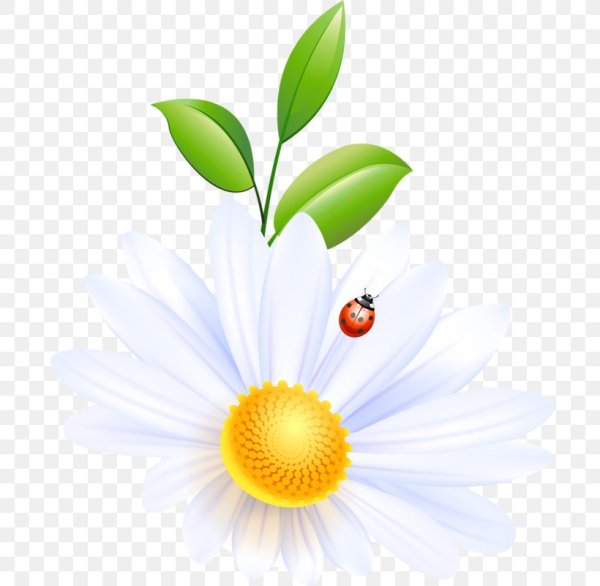 Стебель ромашки