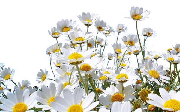 Ромашки мультяшные